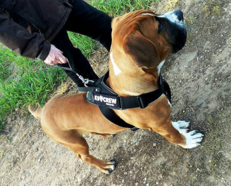 K9 CREW Camo Harness