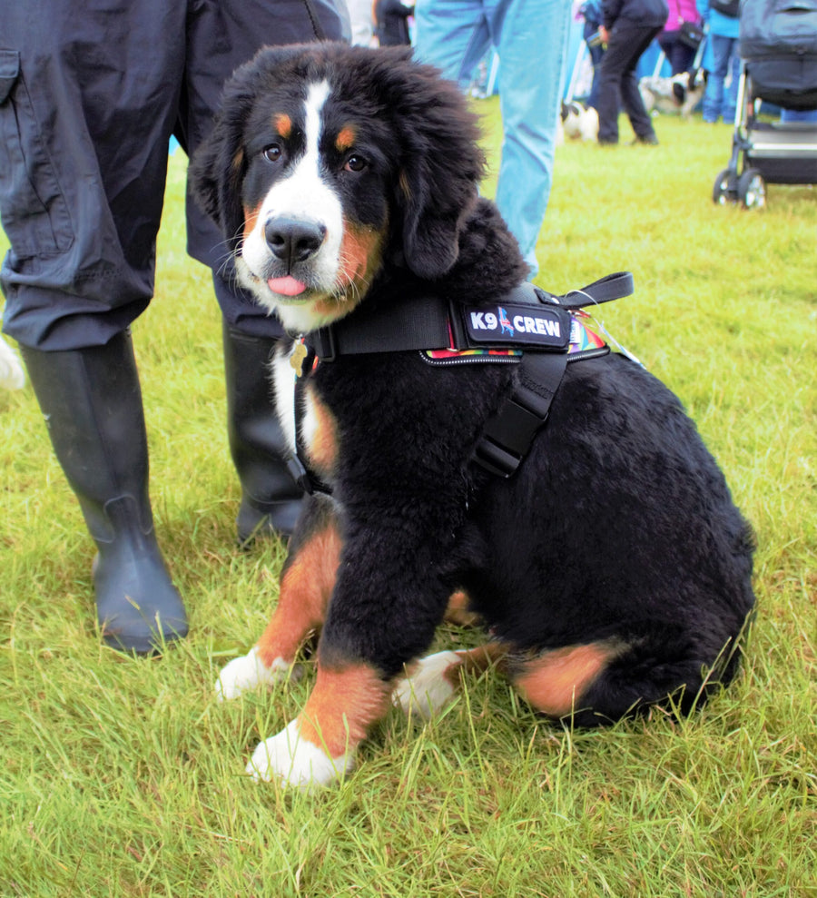 K9 CREW Rainbow Harness