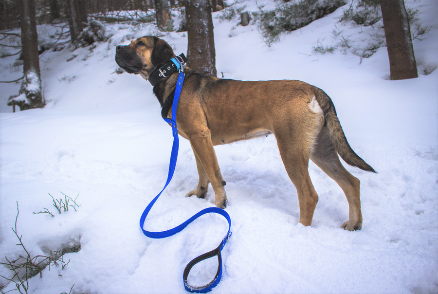 2.5cm Comfort Dual Handle Lead – 150cm Long – Royal Blue