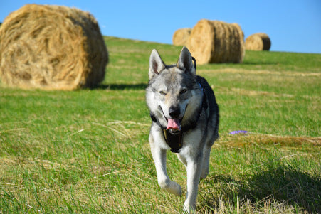 K9 CREW Camo Harness