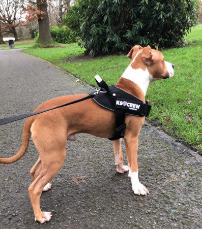 K9 CREW Cobra Pro Harness