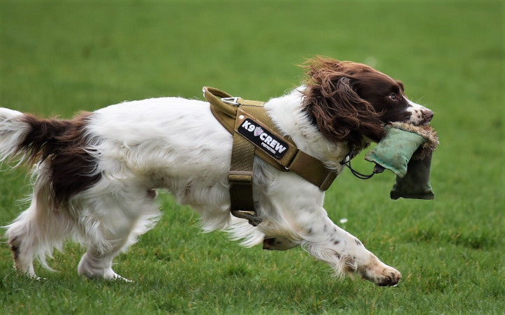 K9 CREW GT Cobra  Coyote Harness