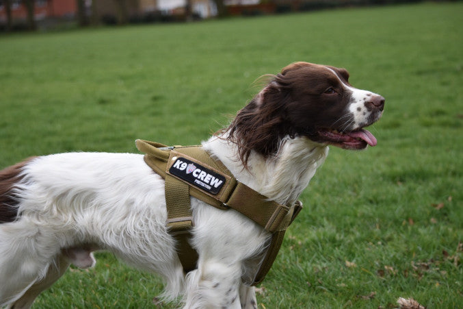 K9 CREW GT Cobra  Coyote Harness