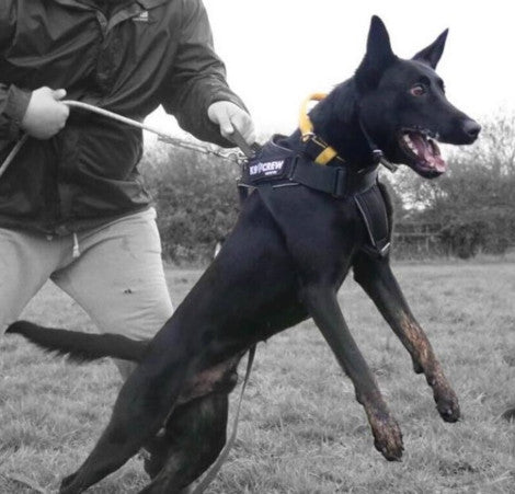 K9 CREW Cobra Pro Harness -0