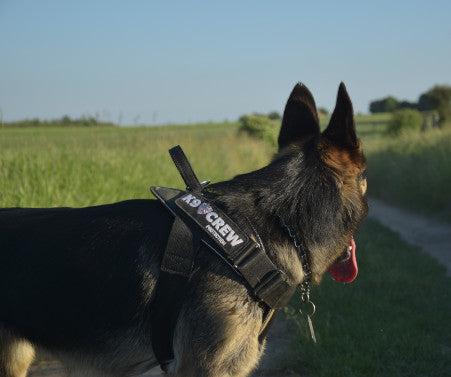 K9 CREW Camo Harness