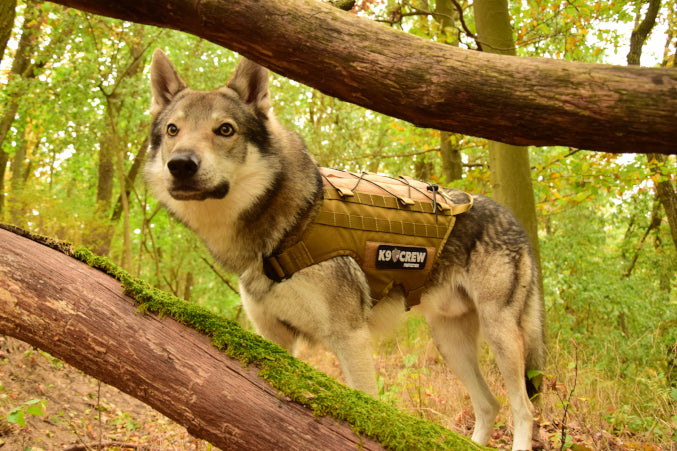 K9 CREW Molle Tactical Coyote Harness -0