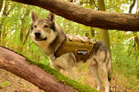 Thumbnail for K9 CREW Molle Tactical Coyote Harness -0