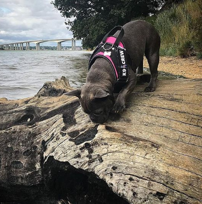 K9 CREW Pink Harness-0