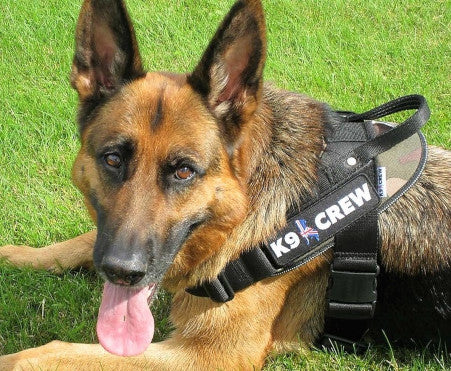 K9 CREW Camo Harness-0