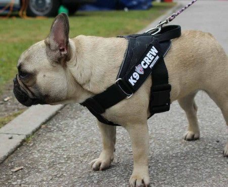 K9 CREW Pro Harness-5839