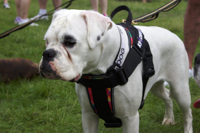 K9 CREW Rainbow Harness-0