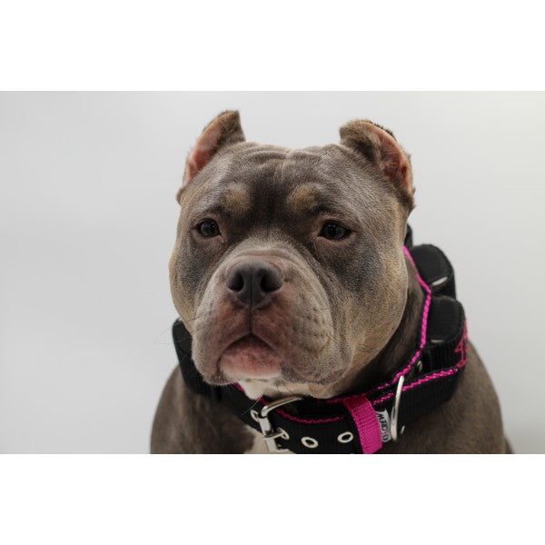 Bullyverse Weight Collar Black/Pistachio