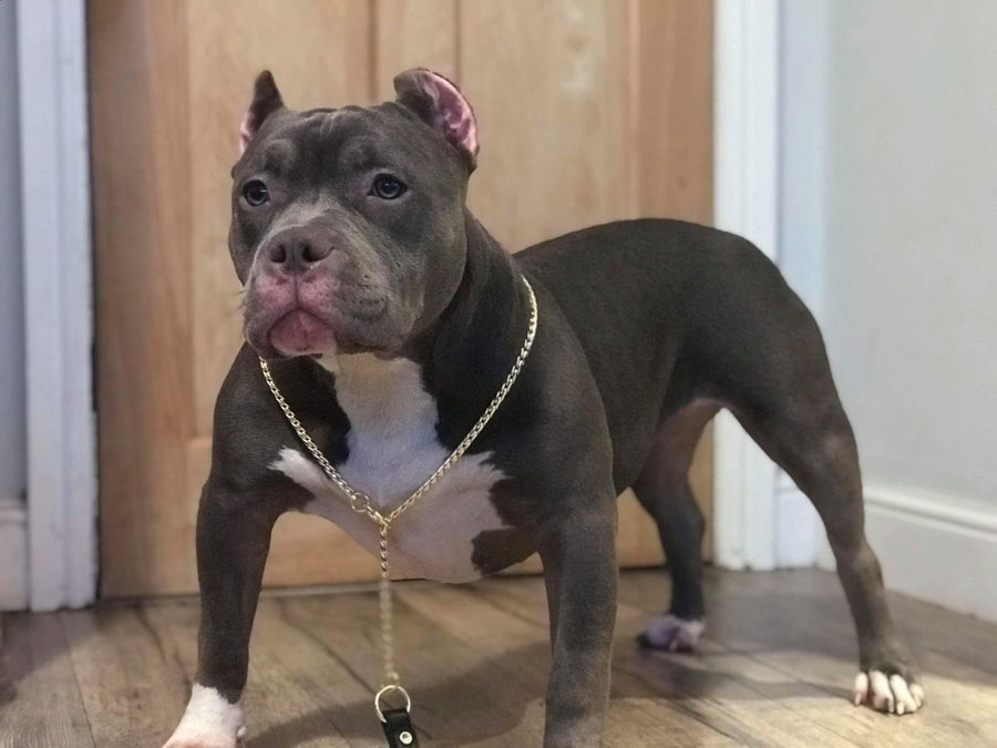 Gold Snake Show Lead Blue