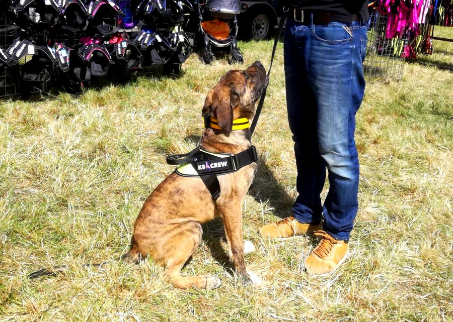 K9 CREW Neon Harness