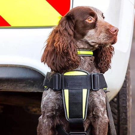 K9 CREW Neon Harness
