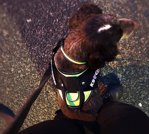K9 CREW Neon Harness