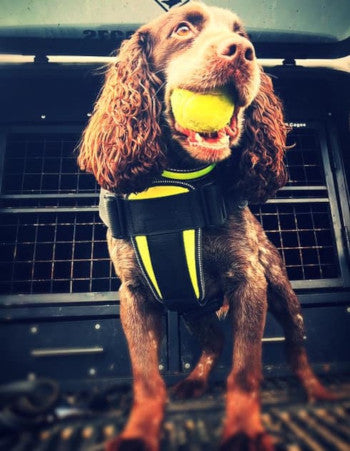 K9 CREW Neon Harness-0