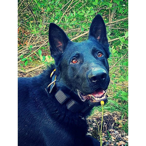 Maxi Weight Collar Black