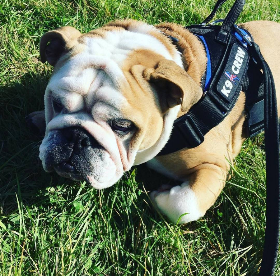 K9 CREW Royal Blue Harness