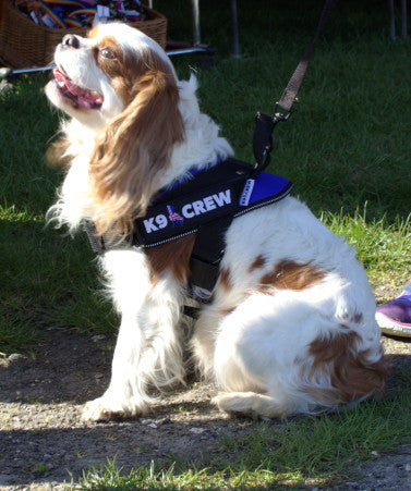 K9 CREW Royal Blue Harness-0