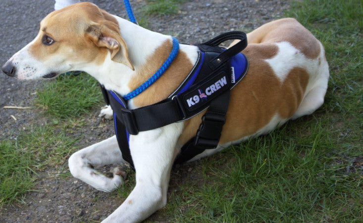 K9 CREW Royal Blue Harness