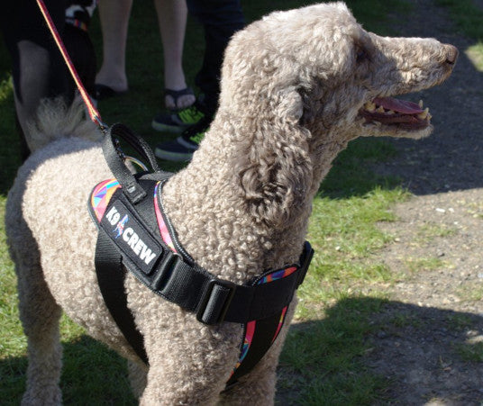K9 CREW Rainbow Harness